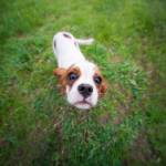 Laura RODRIGUES - OBJECTIF PHOTO