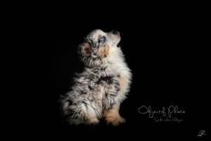 Laura RODRIGUES - OBJECTIF PHOTO